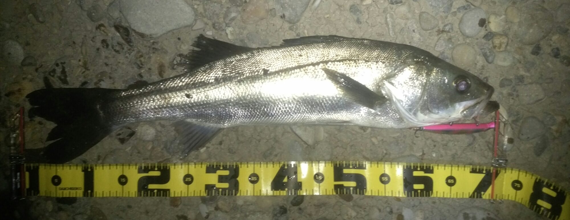 秋田県米代川シーバスダービー1