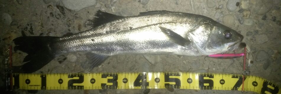 秋田県米代川シーバスダービー1