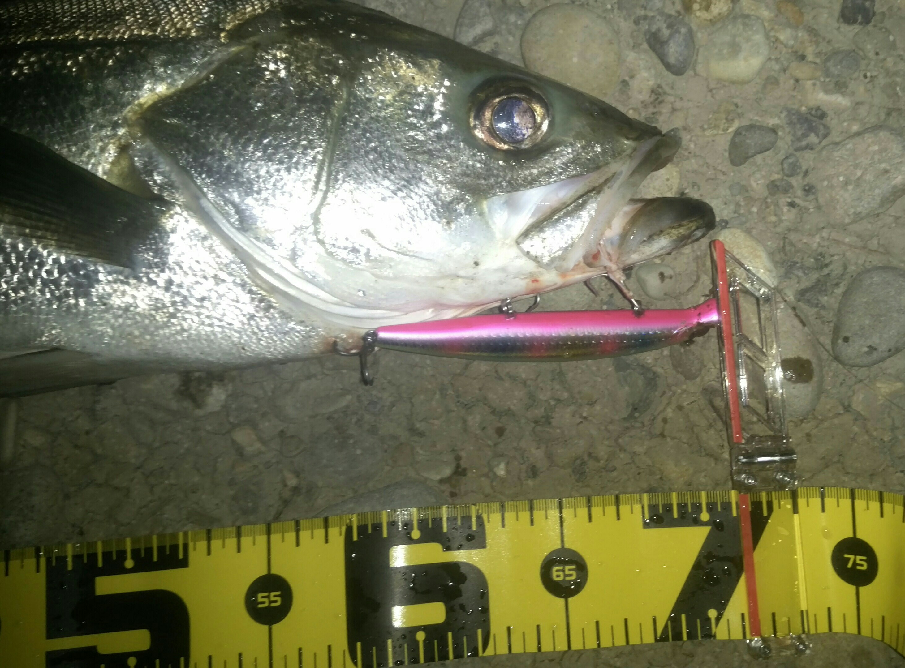 秋田県米代川シーバスダービー2