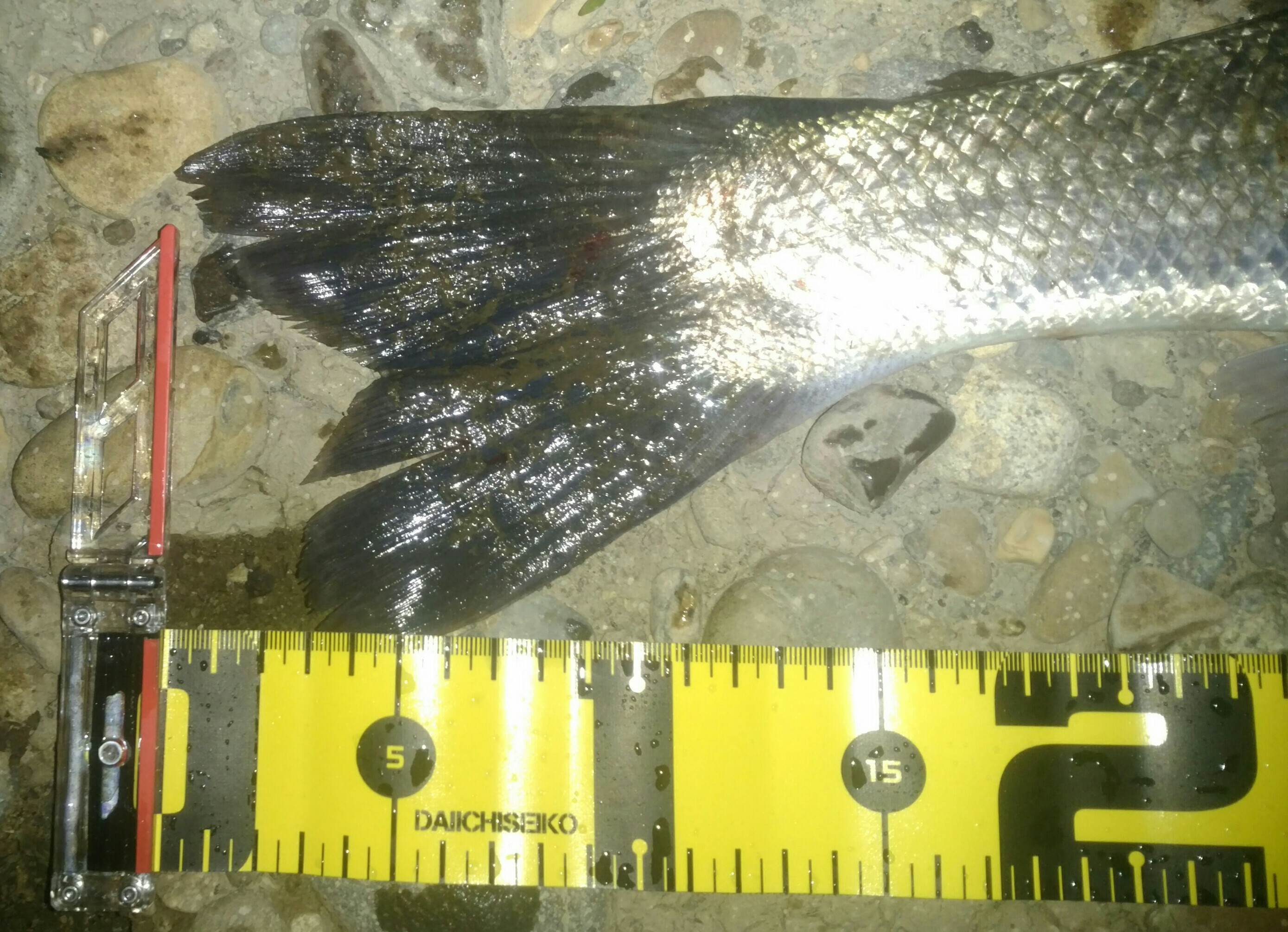 秋田県米代川シーバスダービー3