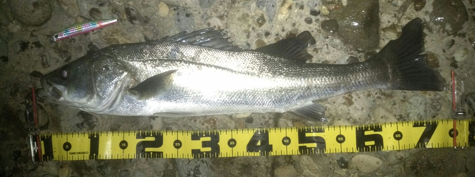 秋田県米代川シーバスダービー1