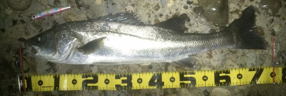 秋田県米代川シーバスダービー1