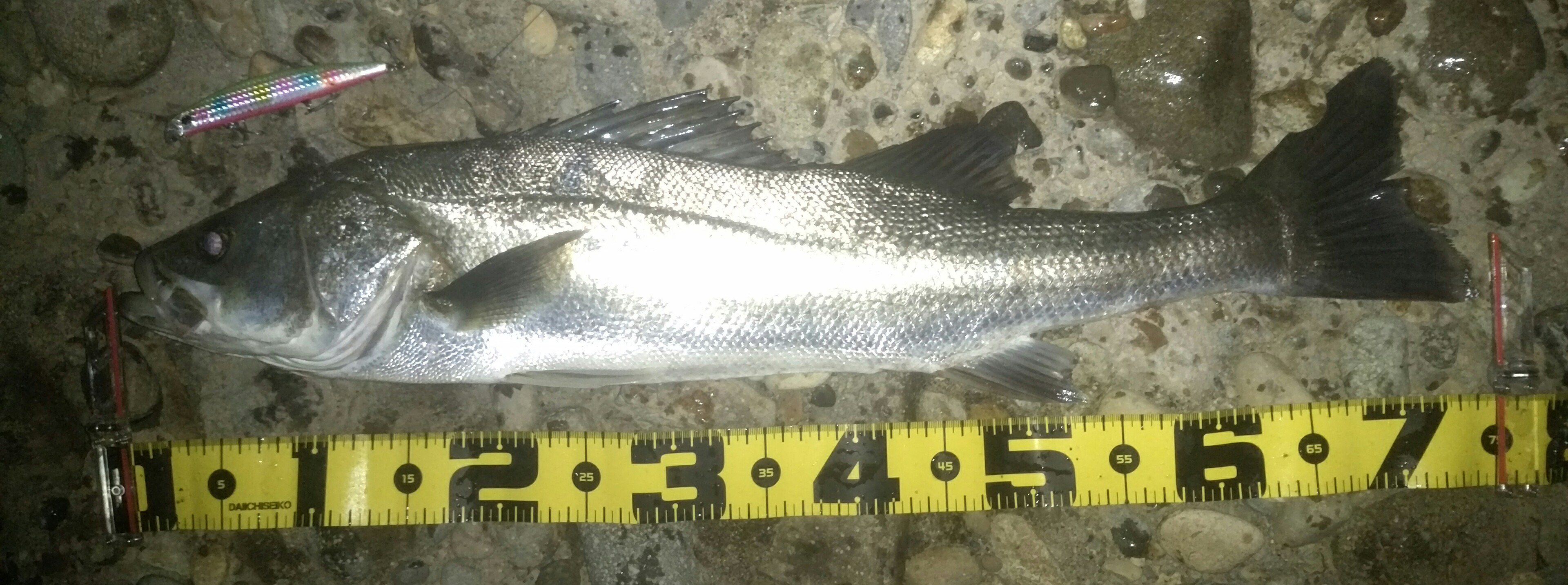 秋田県米代川シーバスダービー1