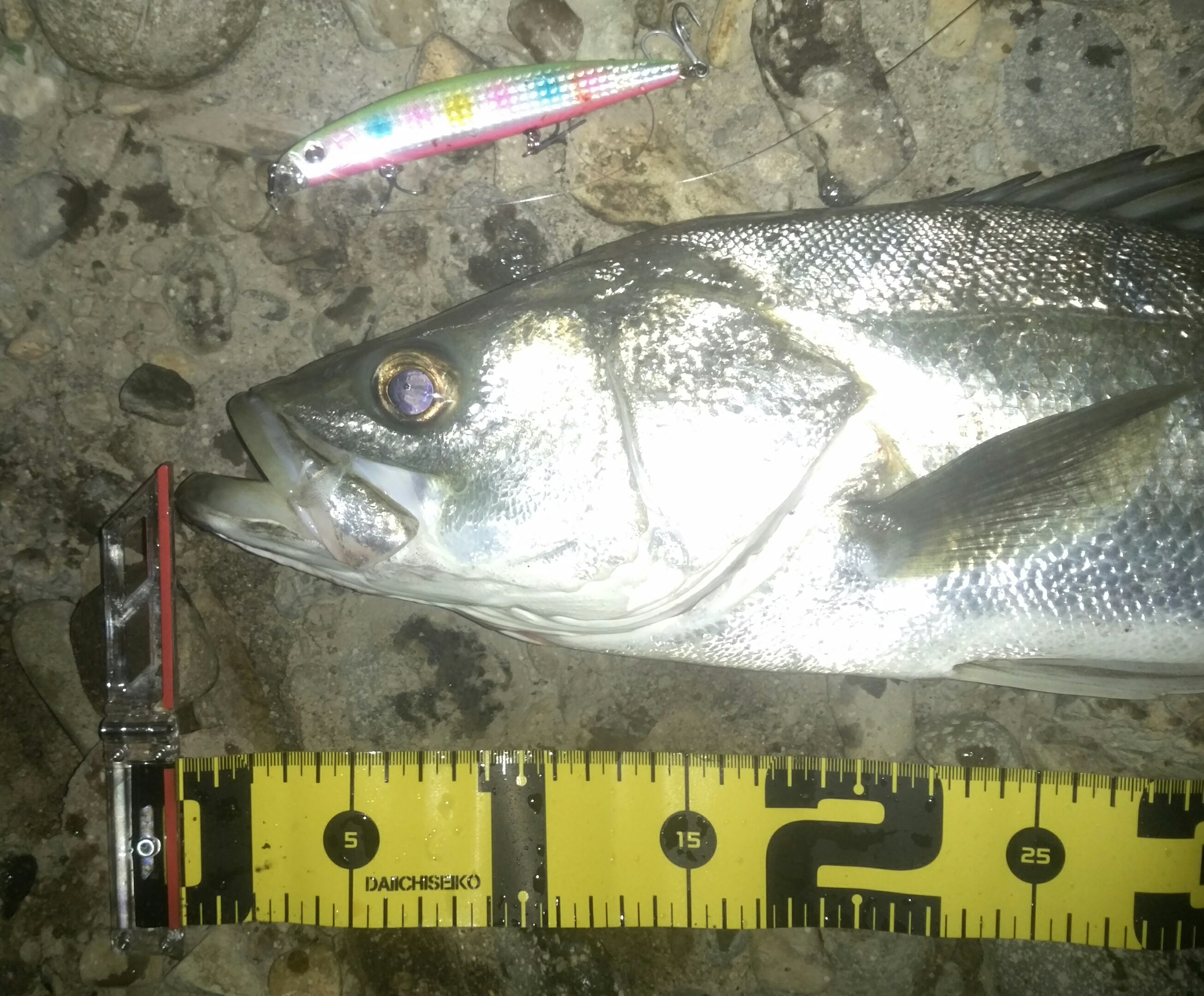 秋田県米代川シーバスダービー2