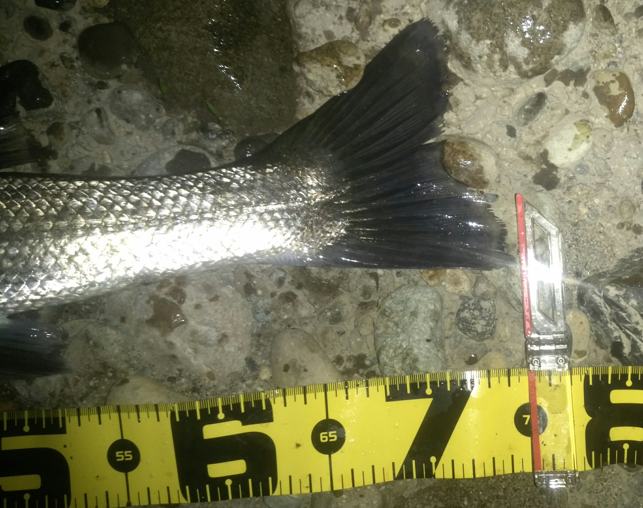 秋田県米代川シーバスダービー3