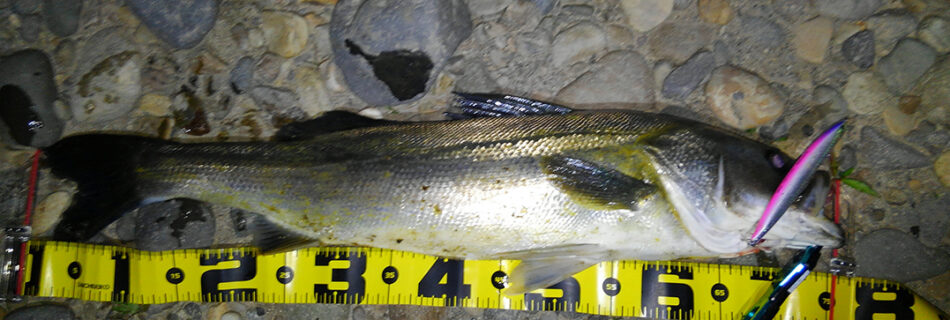 秋田県米代川シーバスダービー1