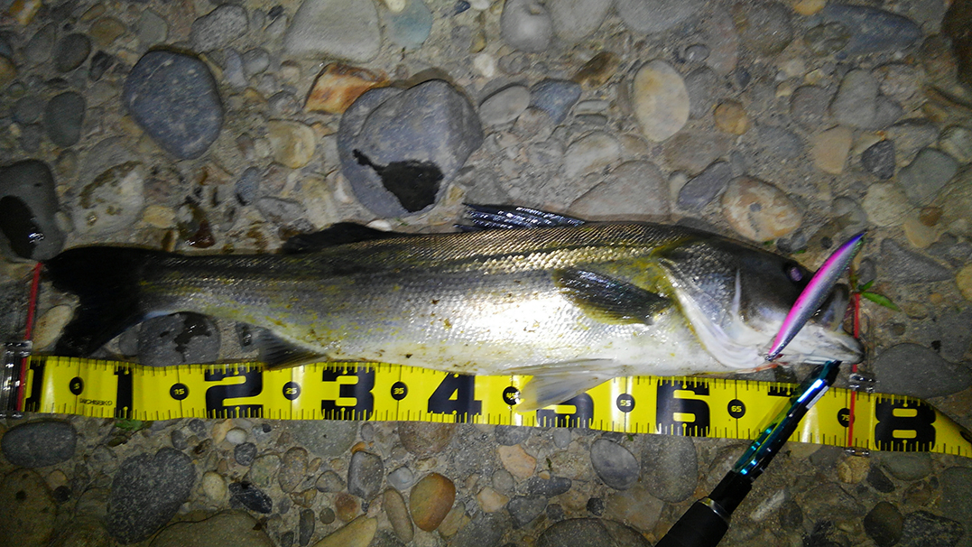 秋田県米代川シーバスダービー1