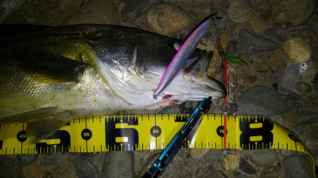 秋田県米代川シーバスダービー2