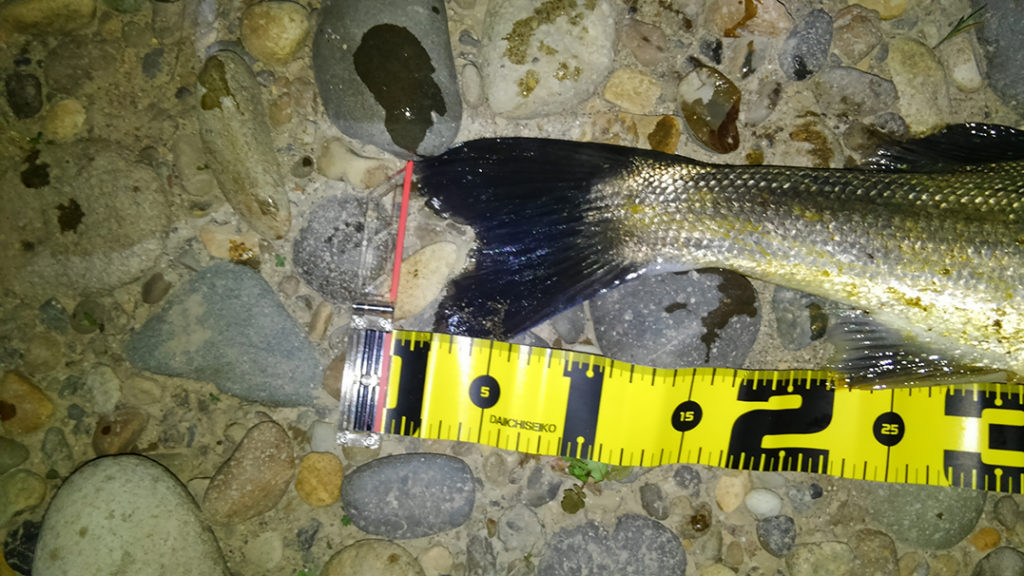 秋田県米代川シーバスダービー3