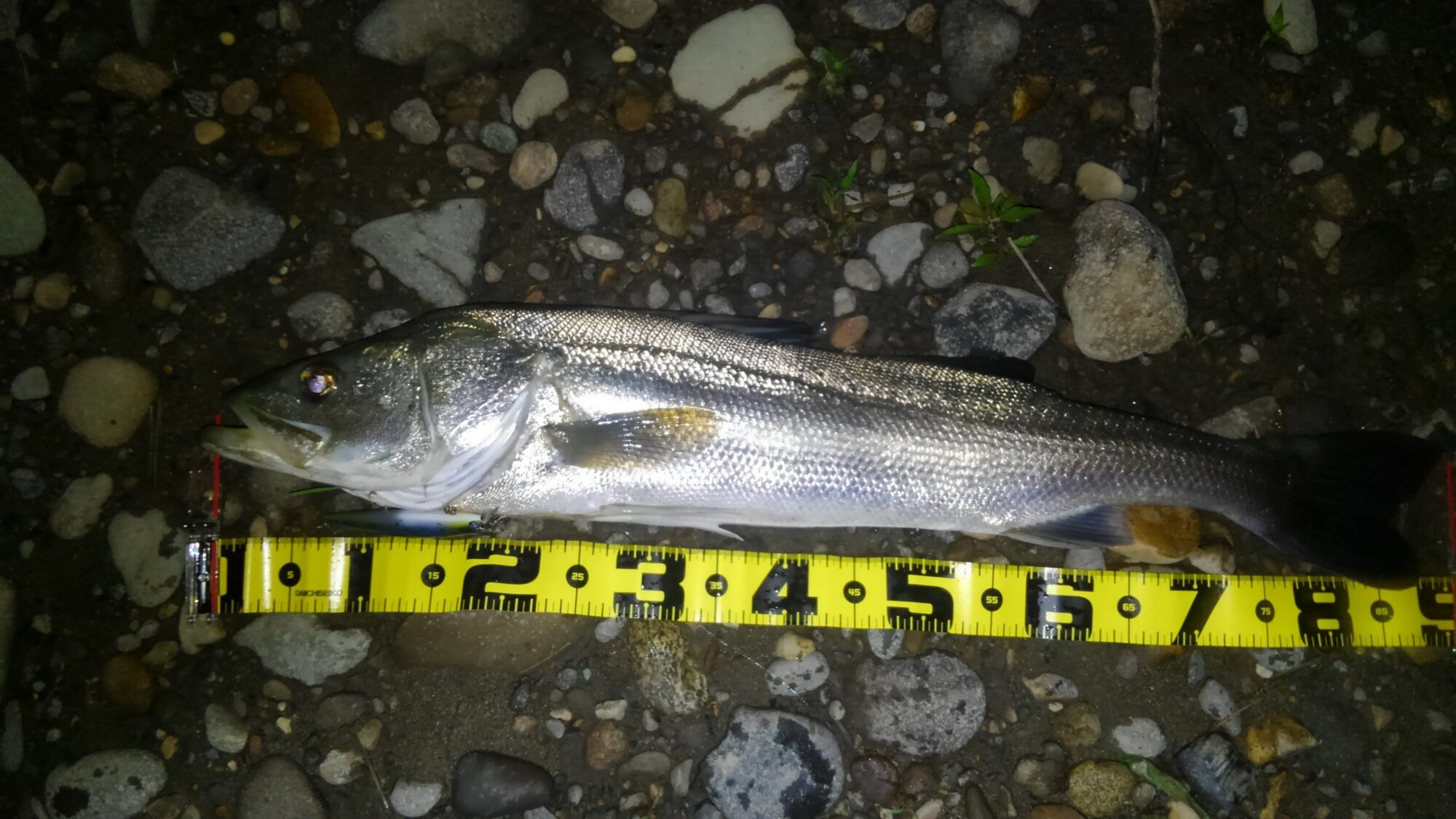 秋田県米代川シーバスダービー1