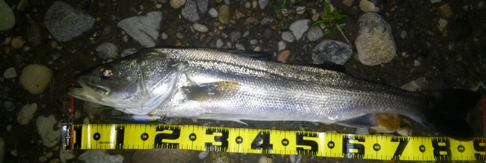 秋田県米代川シーバスダービー1