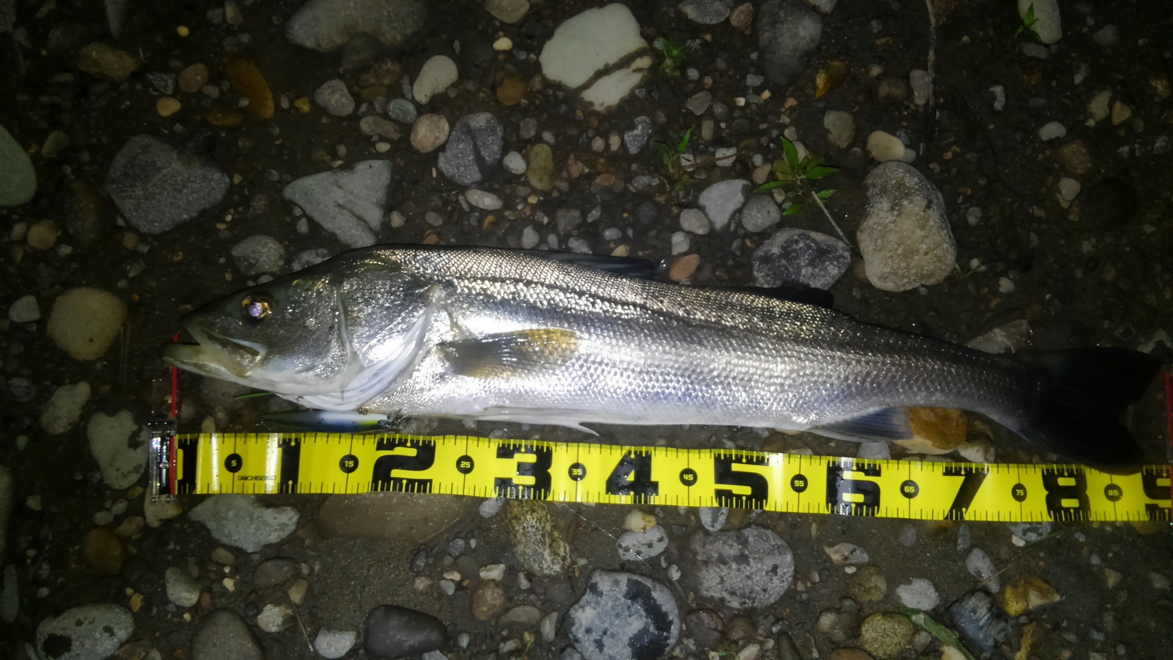 秋田県米代川シーバスダービー1