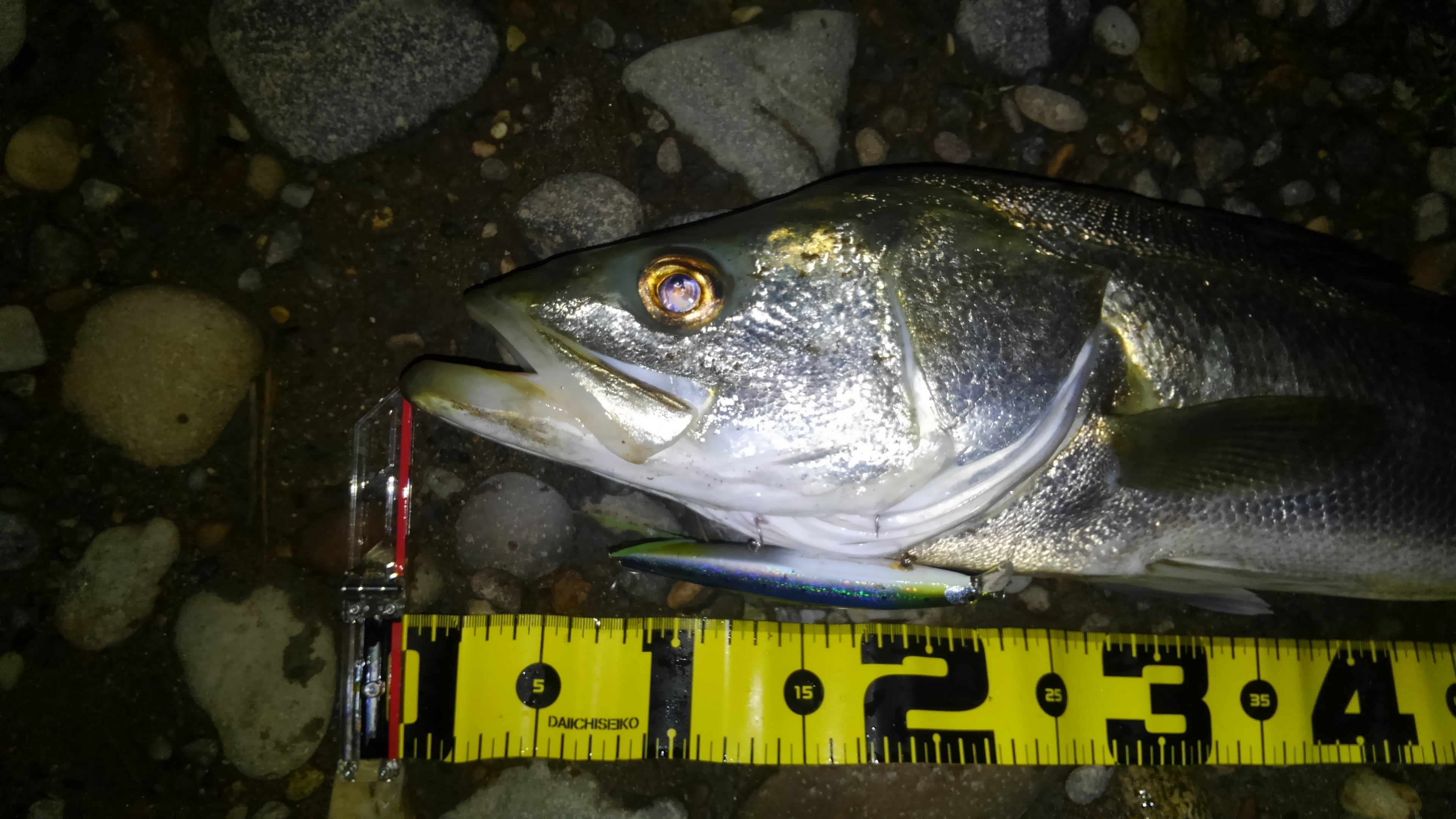 秋田県米代川シーバスダービー2