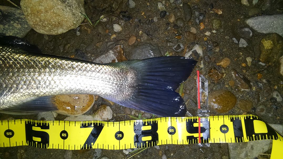 秋田県米代川シーバスダービー3