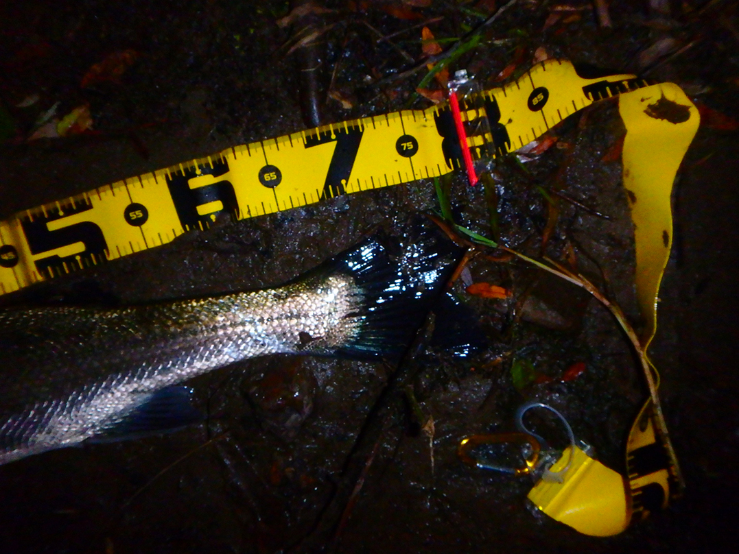 秋田県米代川シーバスダービー3