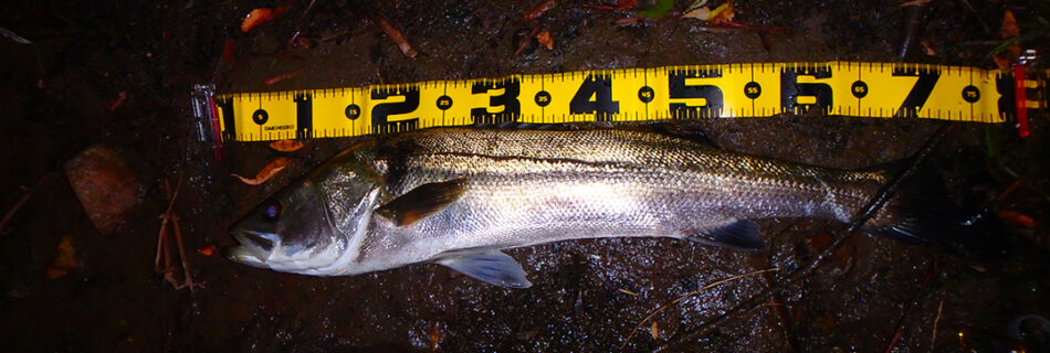 秋田県米代川シーバスダービー1
