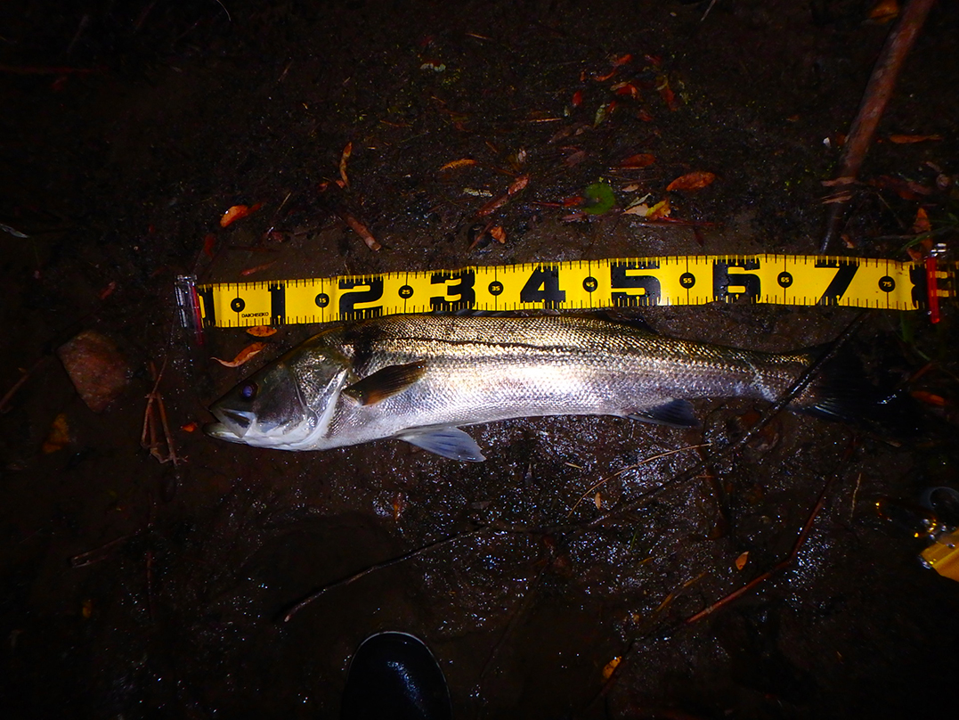 秋田県米代川シーバスダービー1