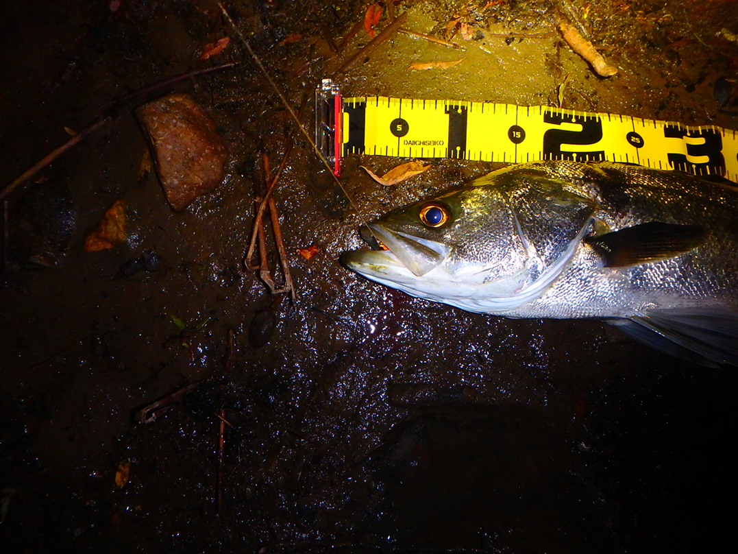 秋田県米代川シーバスダービー2