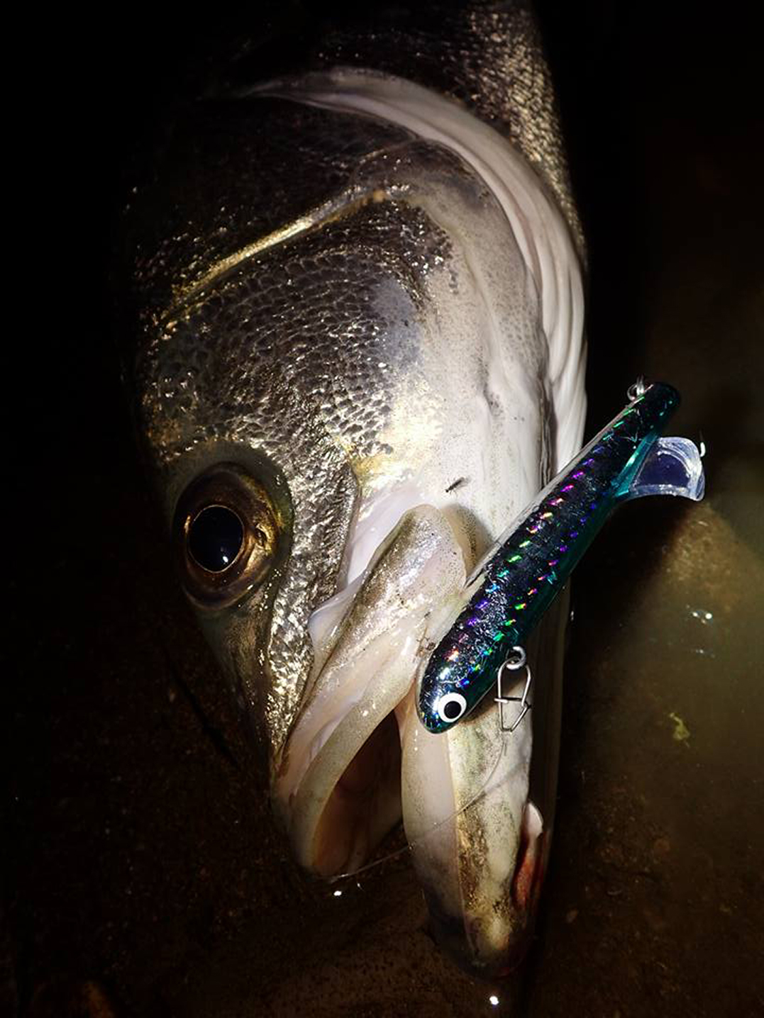 ポジドライブガレージ フィンバックミノー75S