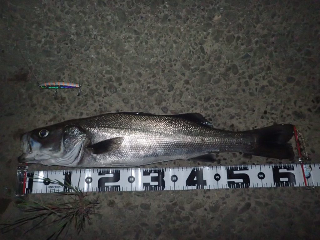 秋田県米代川シーバスダービー1