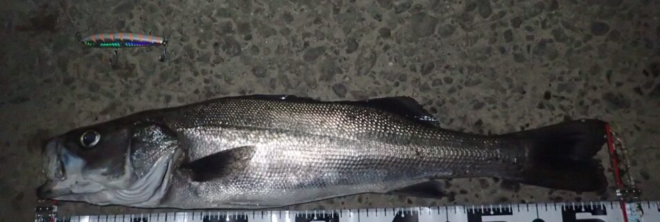 秋田県米代川シーバスダービー1