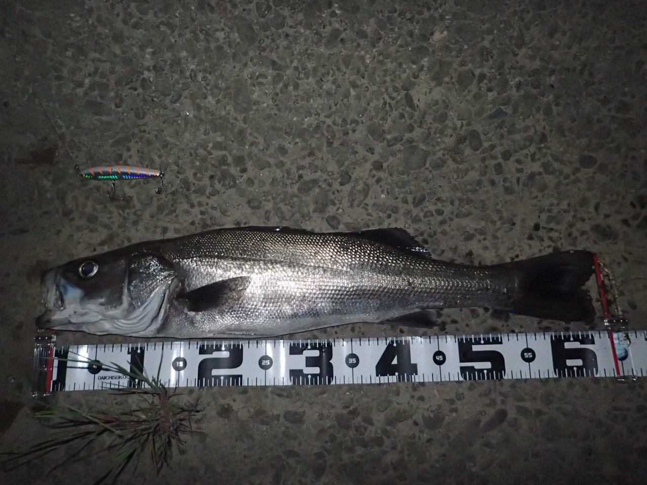 秋田県米代川シーバスダービー1