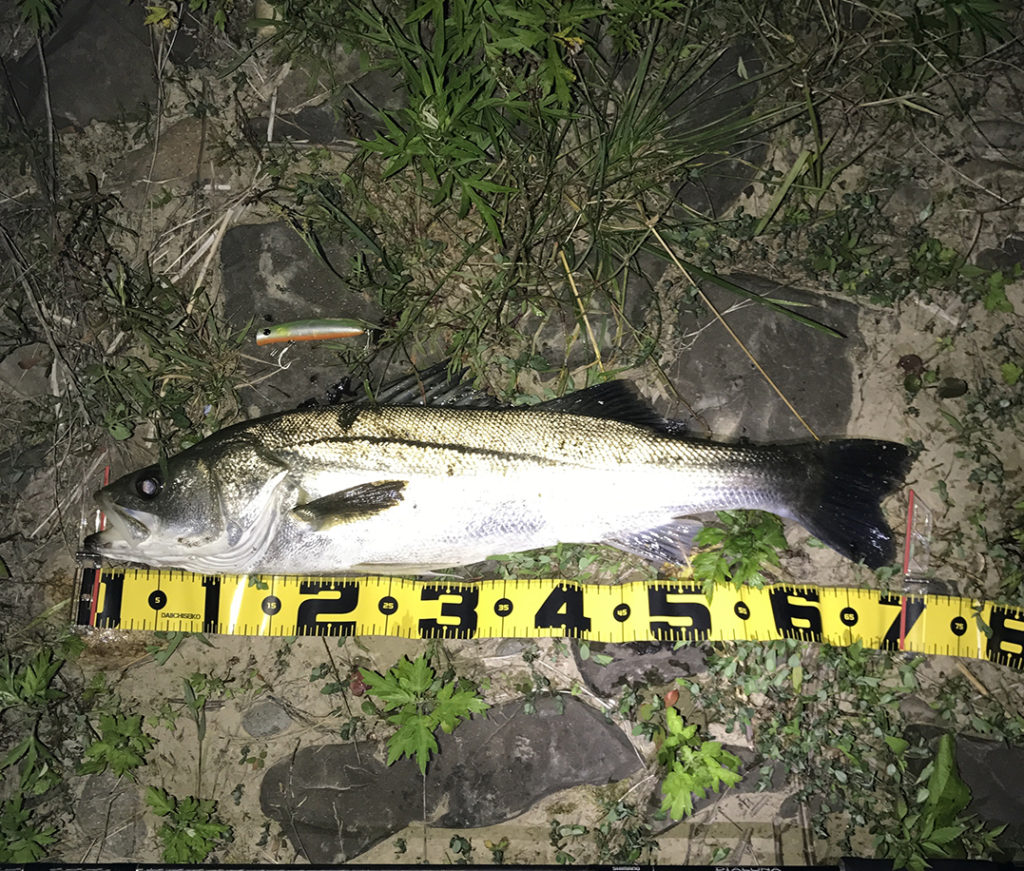 秋田県米代川シーバスダービー1