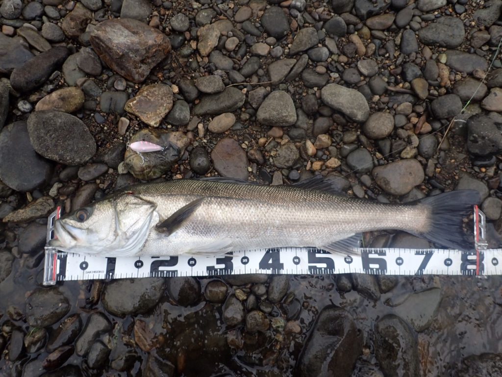 秋田県米代川シーバスダービー2