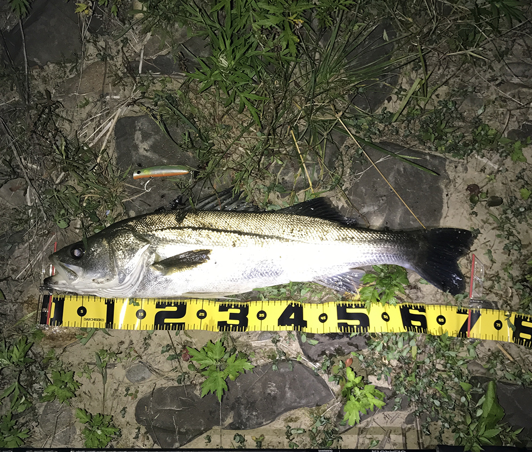 秋田県米代川シーバスダービー1