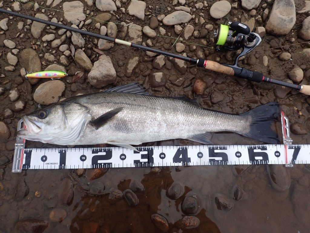 秋田県米代川シーバスダービー1