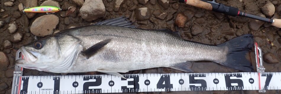 秋田県米代川シーバスダービー1