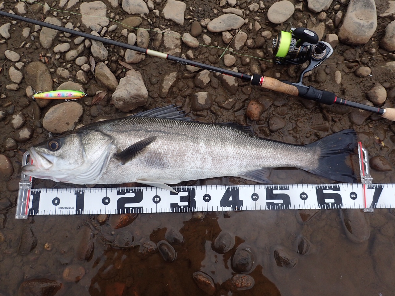 秋田県米代川シーバスダービー1