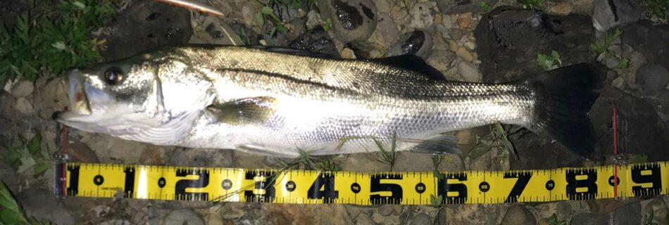 秋田県米代川シーバスダービー1