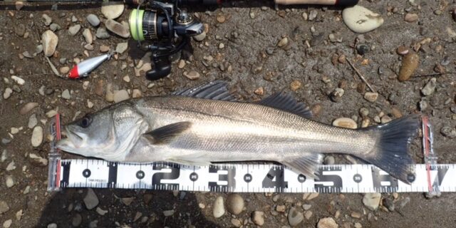 秋田県米代川シーバスダービー2