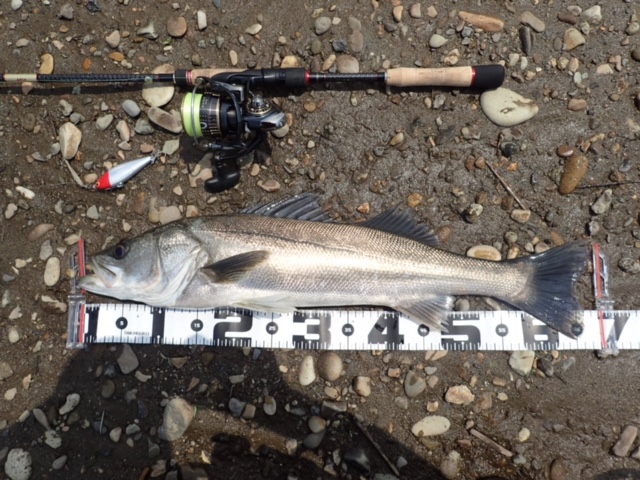 秋田県米代川シーバスダービー2