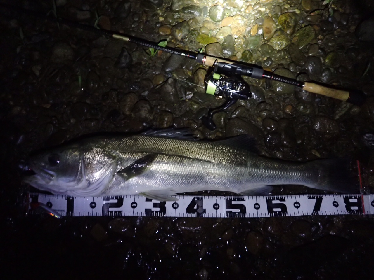 秋田県米代川シーバスダービー2