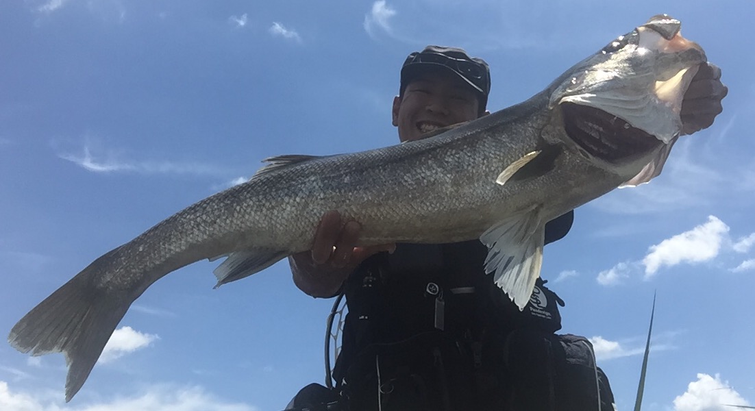 秋田県米代川シーバスダービー1