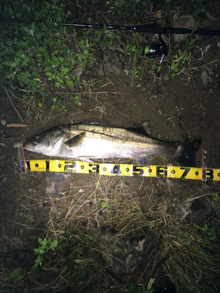 秋田県米代川シーバスダービー1