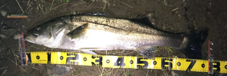 秋田県米代川シーバスダービー1