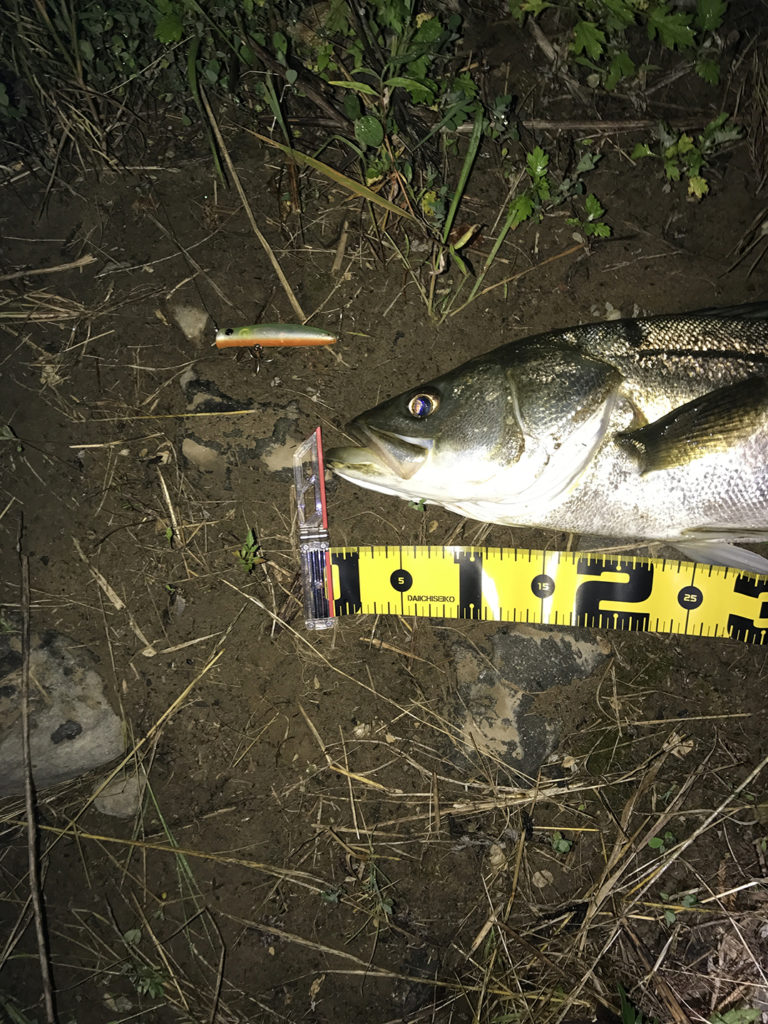 秋田県米代川シーバスダービー2