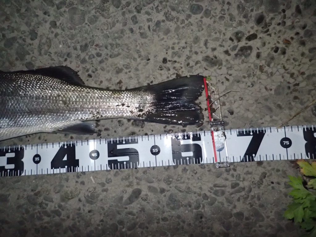 秋田県米代川シーバスダービー2