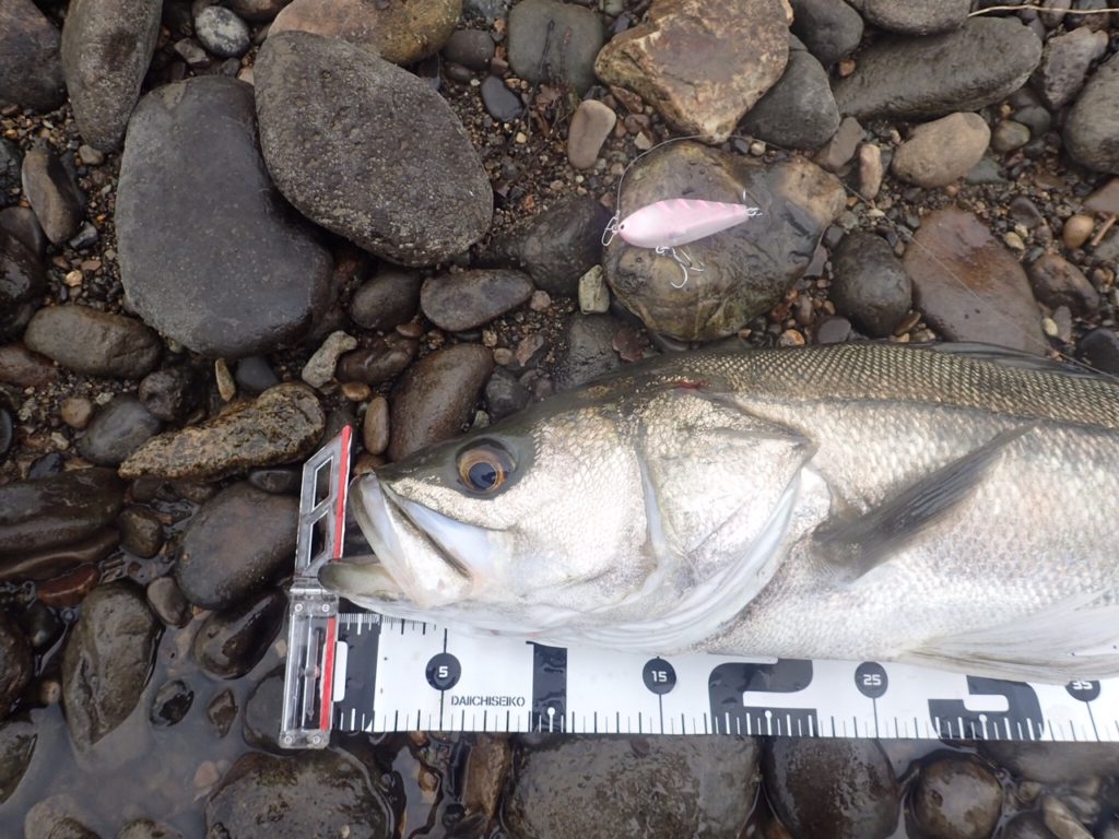 秋田県米代川シーバスダービー3