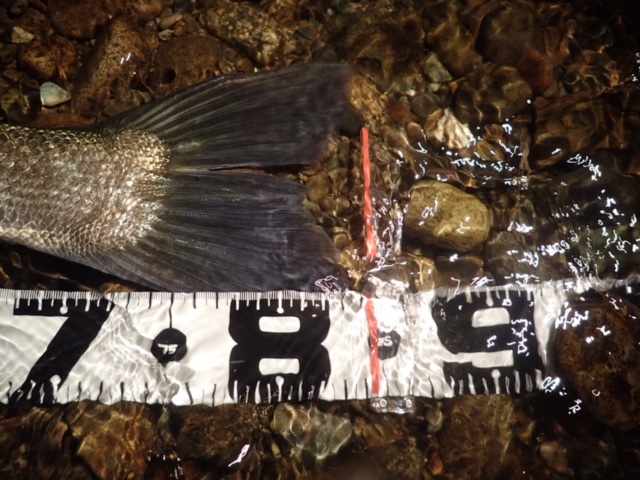 秋田県米代川シーバスダービー4