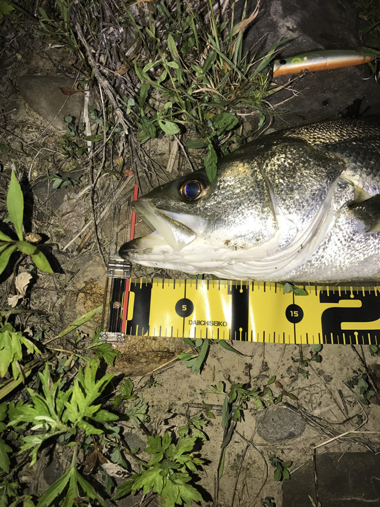 秋田県米代川シーバスダービー2