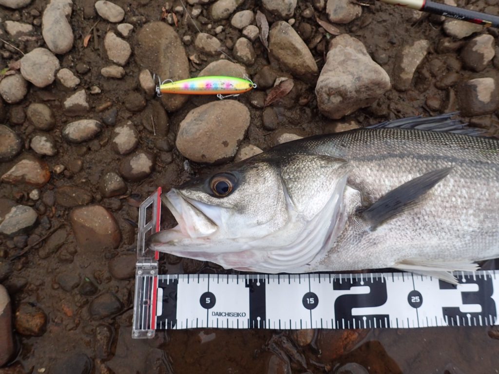 秋田県米代川シーバスダービー2