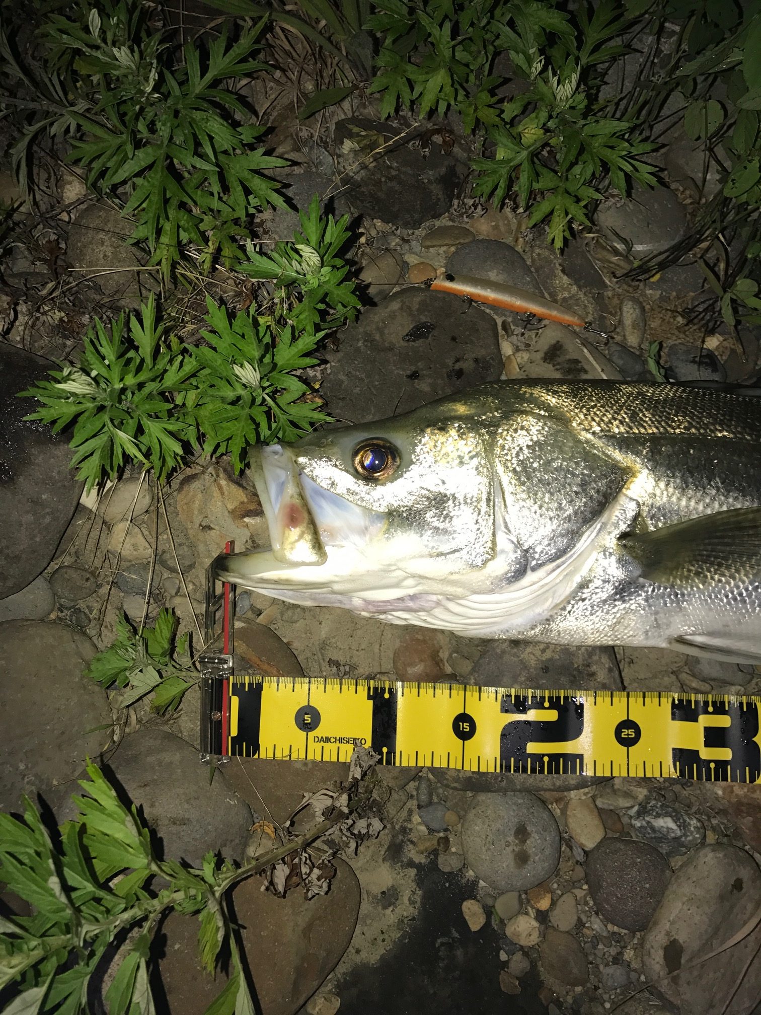 秋田県米代川シーバスダービー2