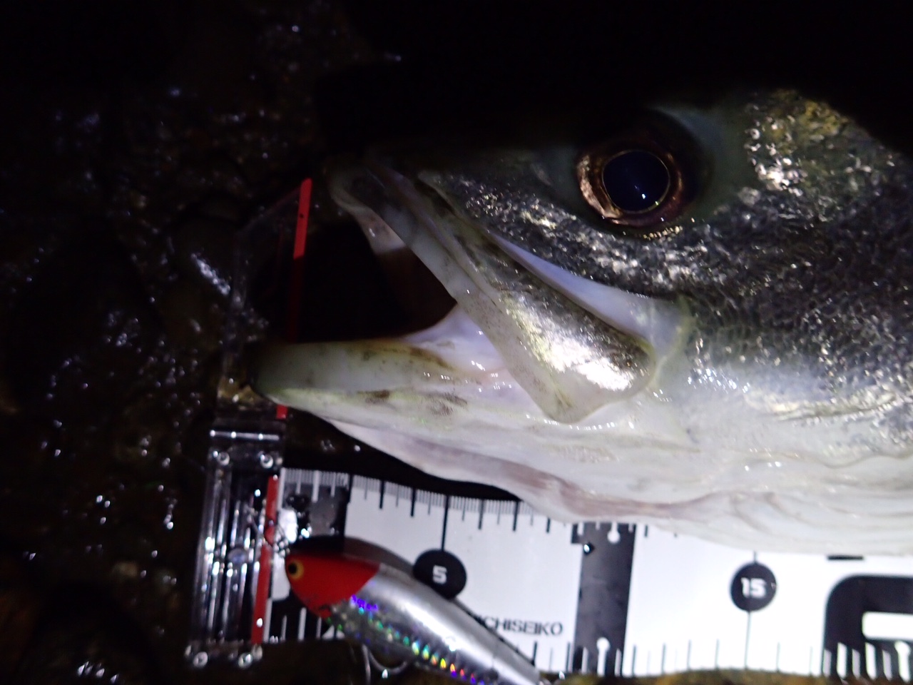 秋田県米代川シーバスダービー3