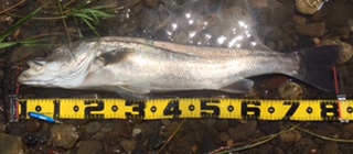 秋田県米代川シーバスダービー2