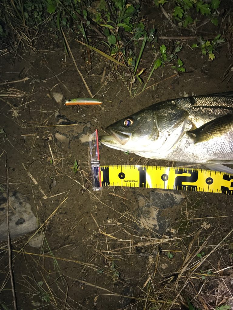 秋田県米代川シーバスダービー2