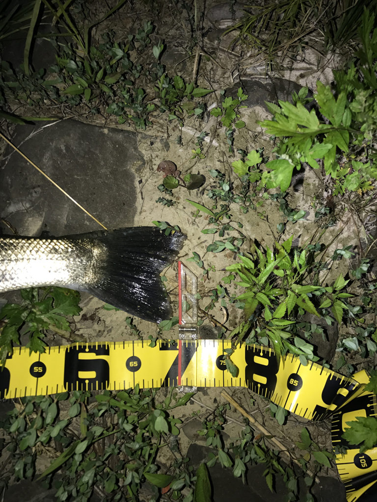 秋田県米代川シーバスダービー3